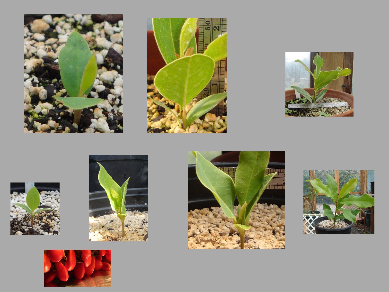 How to Grow Magnolia Trees from Seed Today's Homeowner